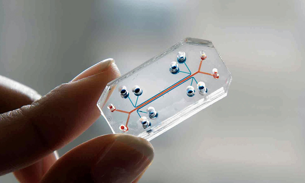 Organ on a Chip.